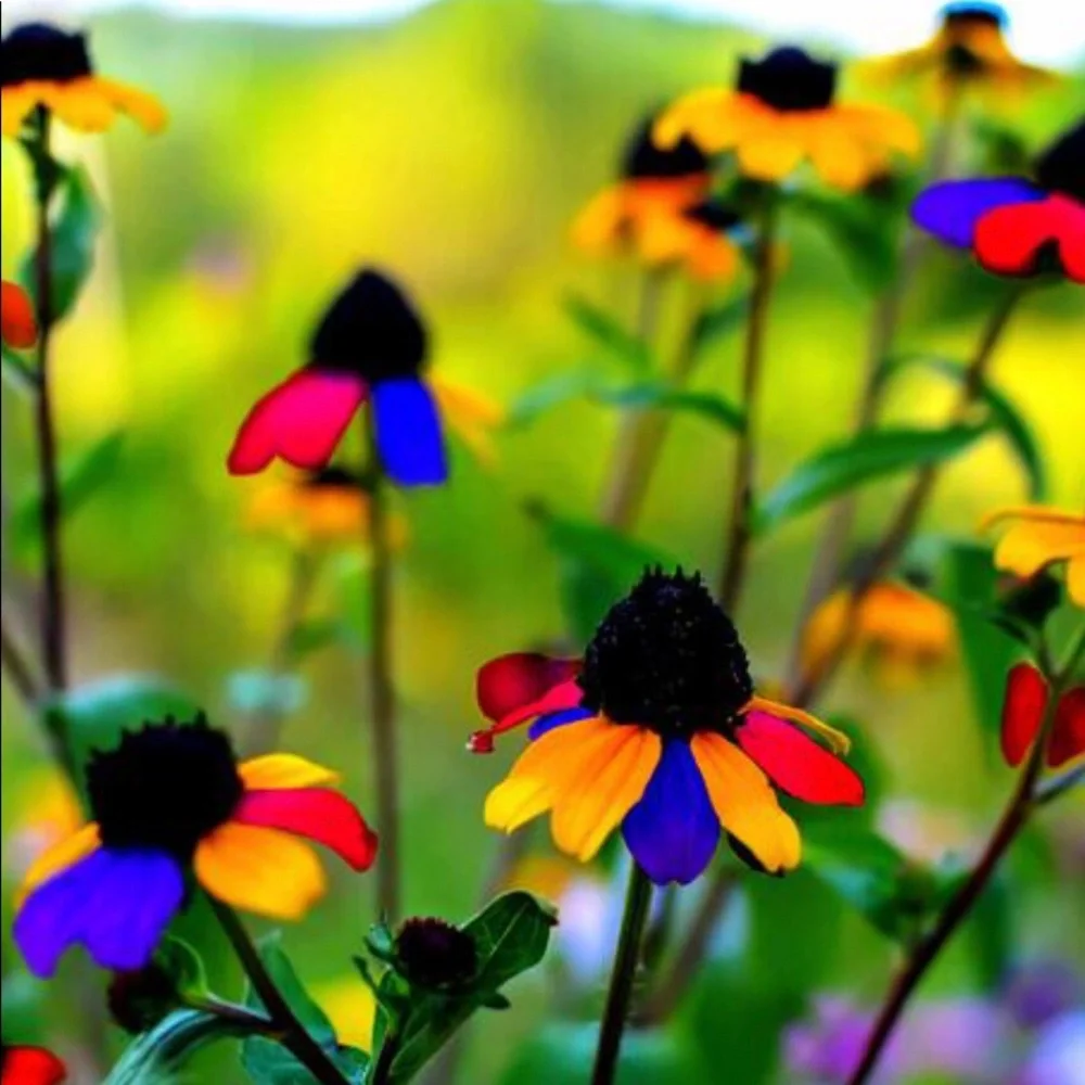 HAVE A BEAUTIFUL DAY.๐๐๐ - Picture 6 of 6